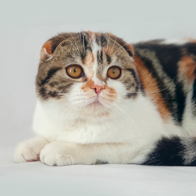 Scottish fold