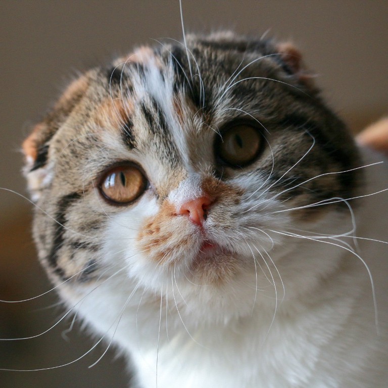 Scottish fold