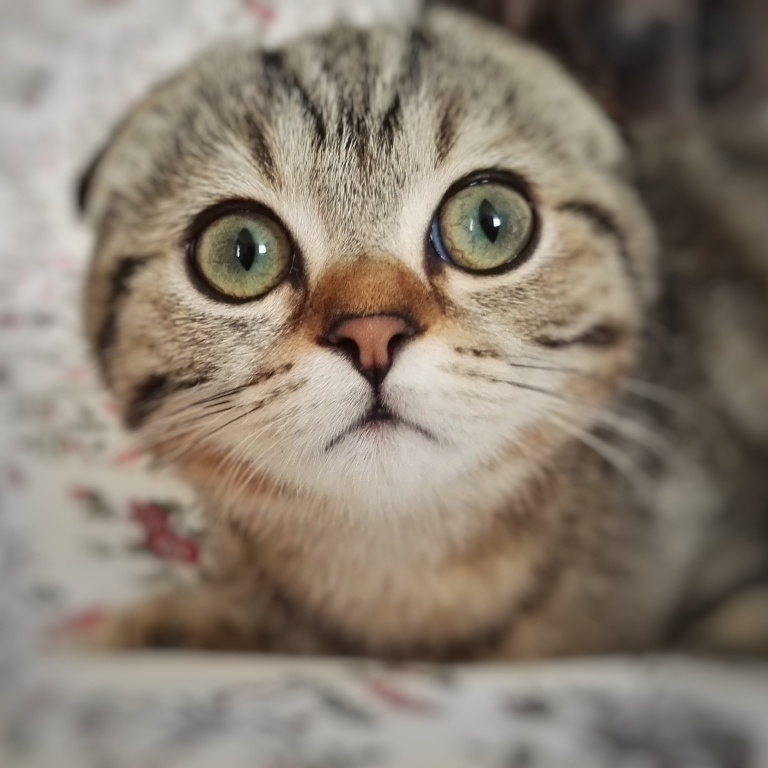 Scottish fold