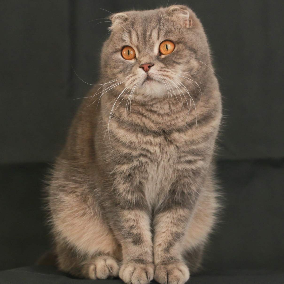 scottish fold SFS a 22