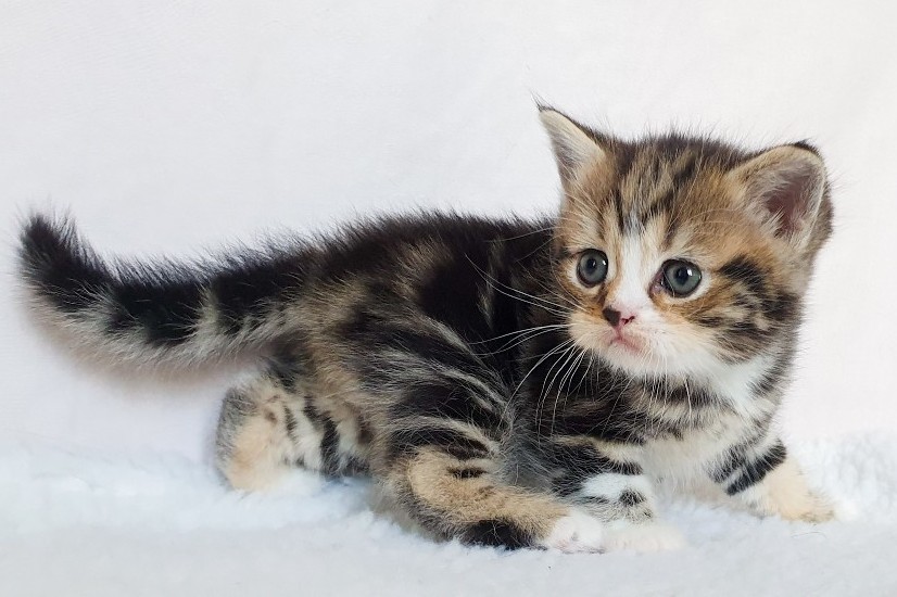 purr amur 0