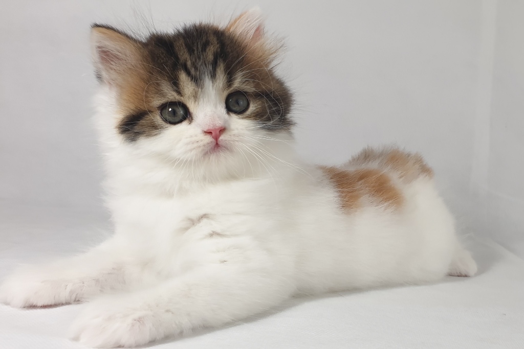 scottish caton