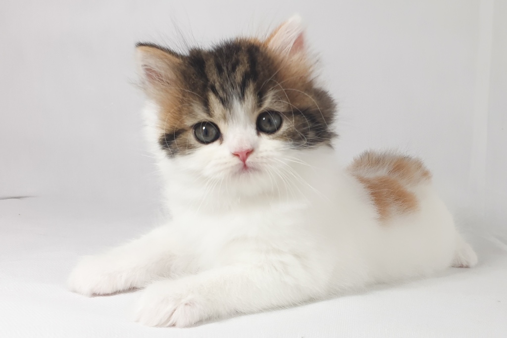 Scottish kitten