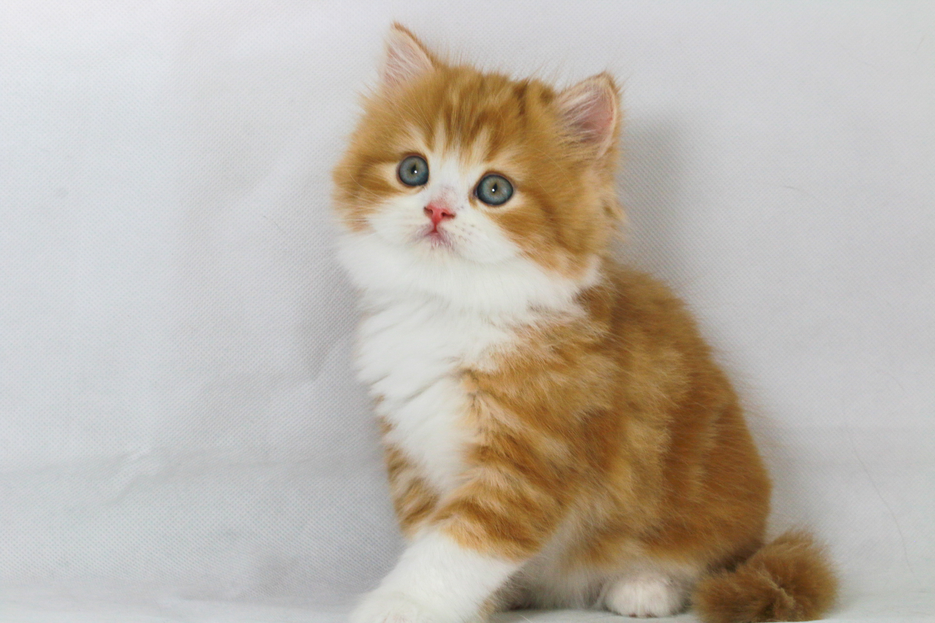 Highland kitten