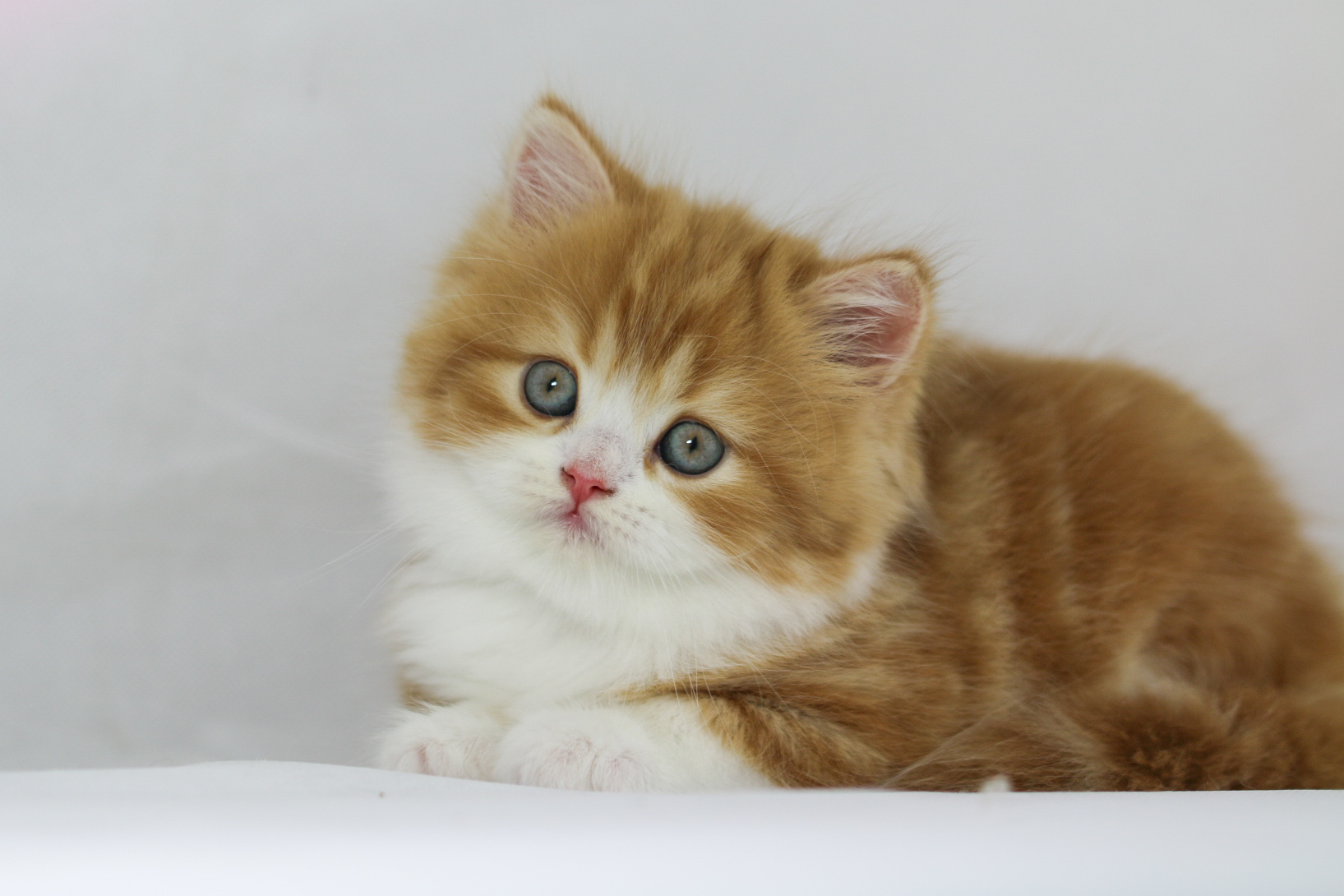 Highland straight chaton