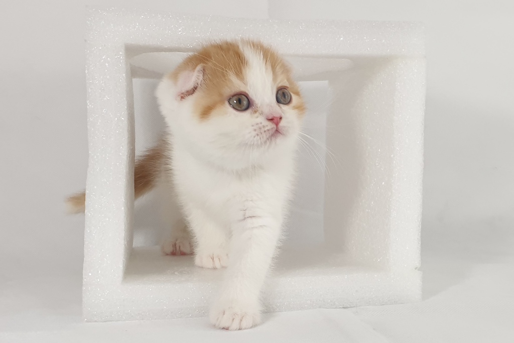 Scottish chaton