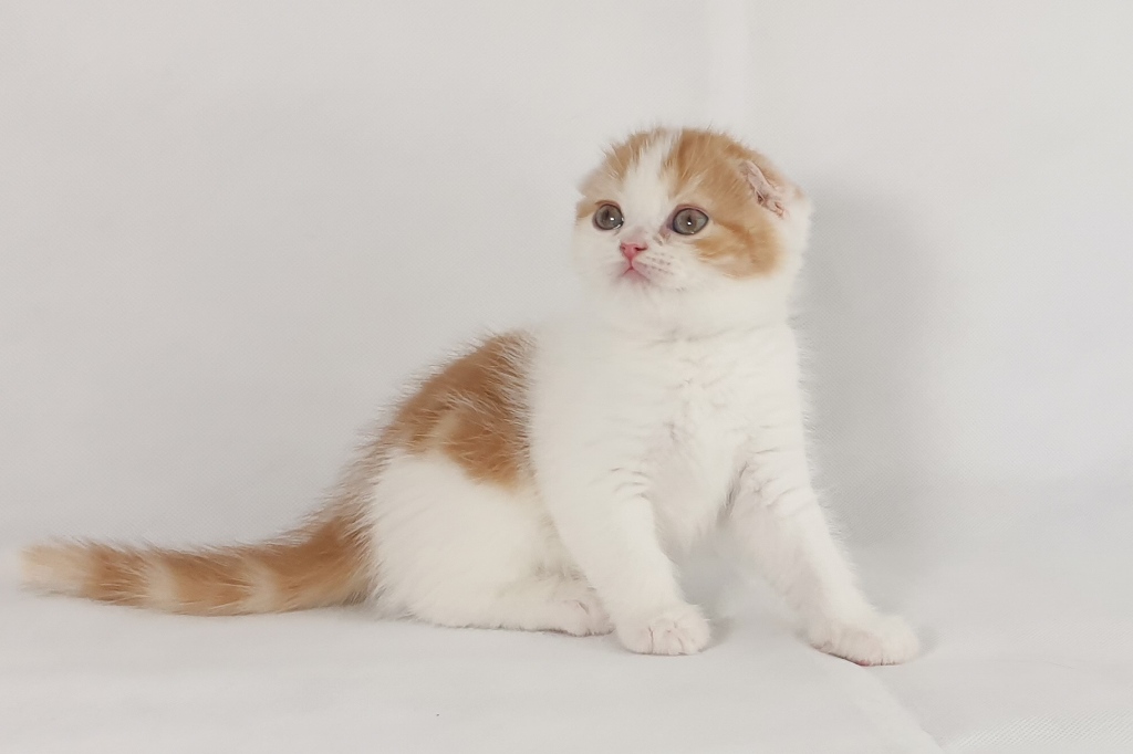 Scottish fold kitten 