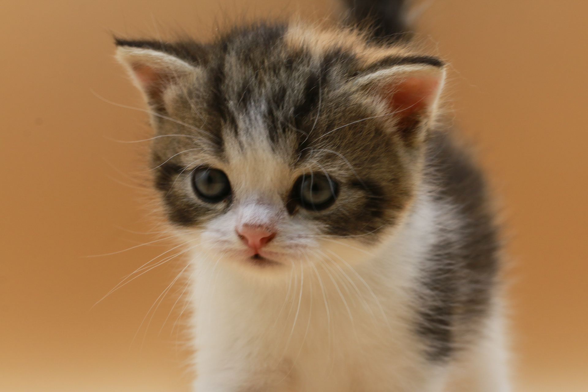 scottish straight kitten