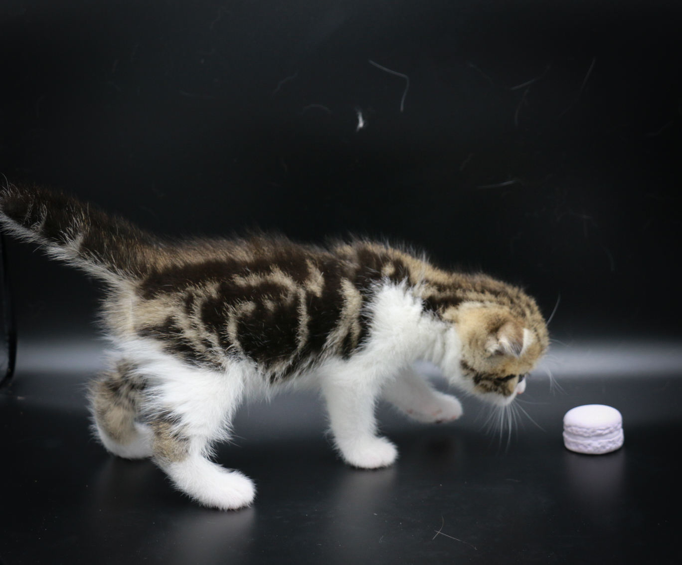 scottish fold kitten