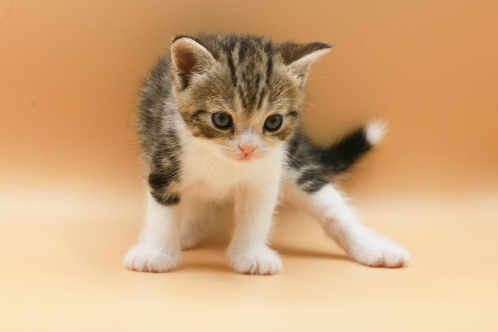 scottish straight kitten 