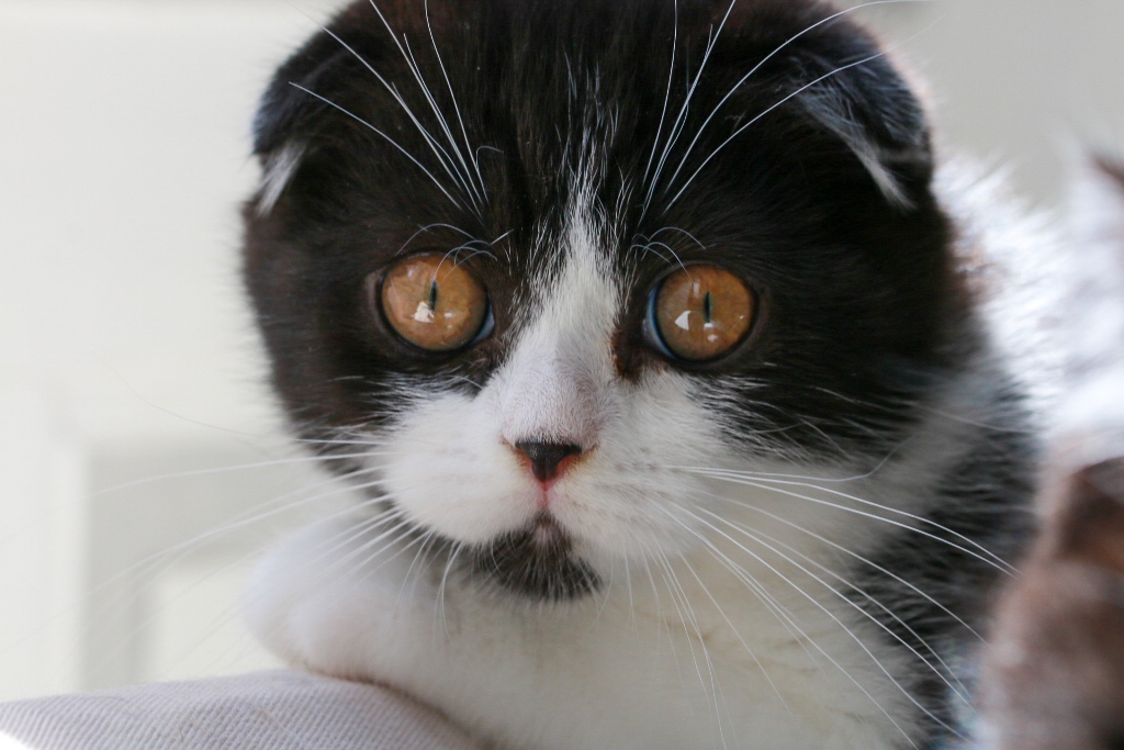 scottish-chaton