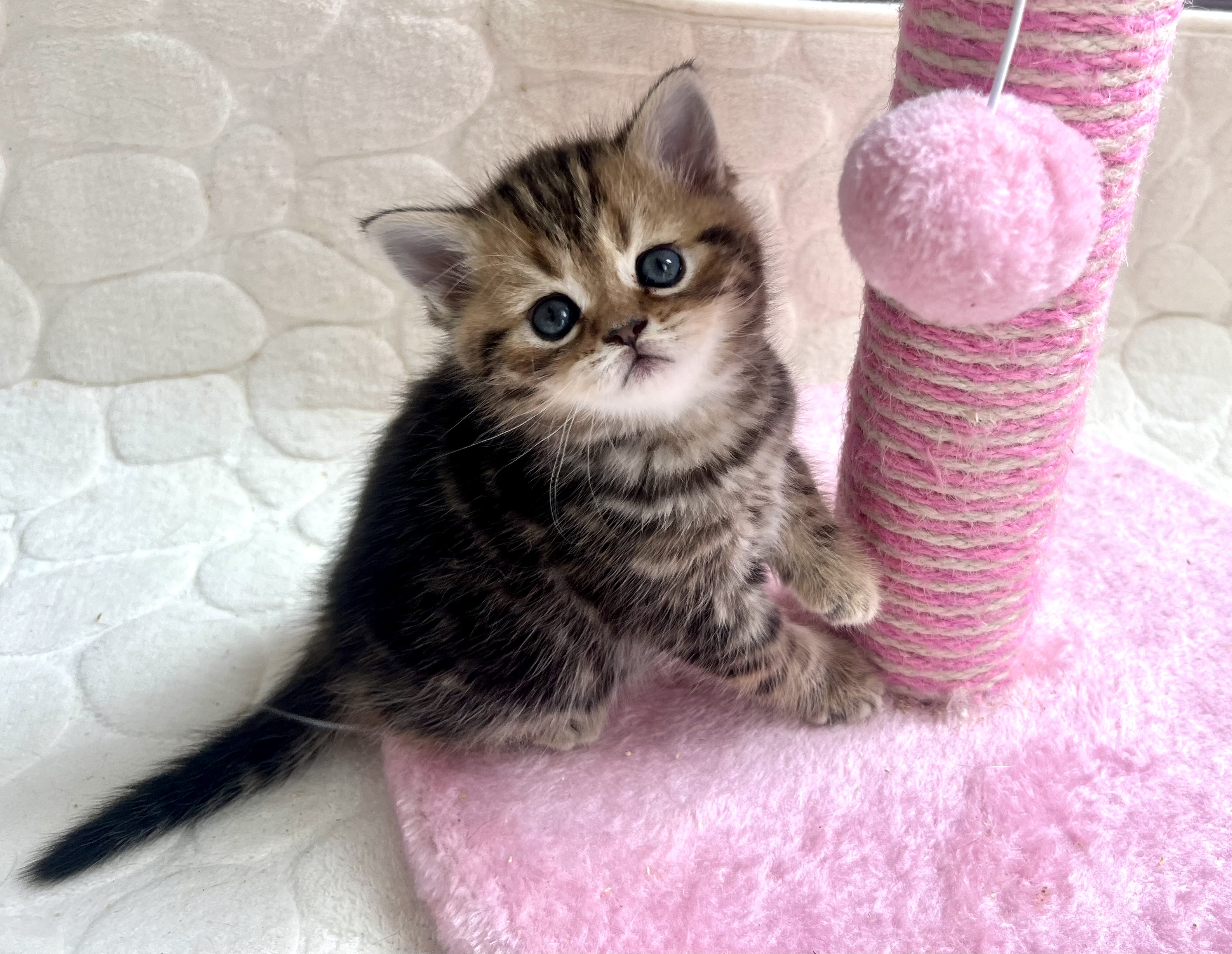 IMG 4036